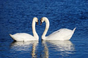 swans-1299971_1920